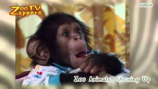 Look at my chimp baby [upl. by Shlomo]