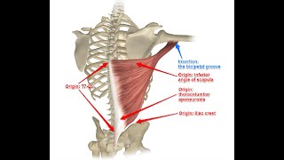 Two Minutes of Anatomy Latissimus Dorsi [upl. by Janik]