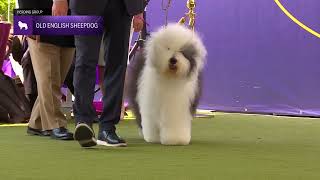 Old English Sheepdogs  Breed Judging 2024 [upl. by Assiluy923]