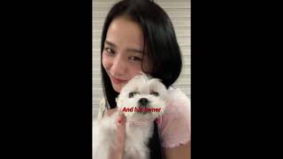 The dog and his owner blackpink jisoo blink dalgom [upl. by Yeldar523]