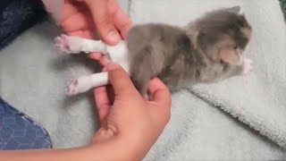 A Baby Kitten has Swimmers Syndrome Miracle Can Walking Again [upl. by Barbur]