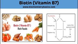 Biotin  Vitamin B7  Biotin Biochemistry  Carboxylation Reaction [upl. by Airehs]