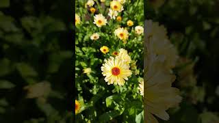 Ringelblume Calendula officinalis  Gartenexpediton shorts [upl. by Danaher797]