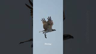 Epic Osprey dive osprey ospreys birdsofprey dive ospreydive [upl. by Micco]