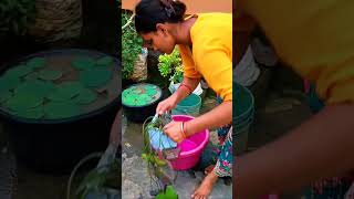 Water Lily ka plant 🪴✨ terrace gardening water lily plants viralvideo new plant video [upl. by Zulema]