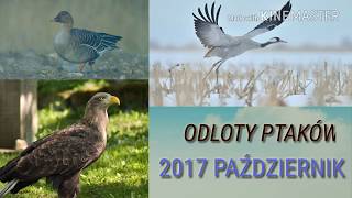 Odloty ptaków 2017  Wycieczki pl [upl. by Ianej]