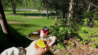 Rose Breasted Grosbeak June012020 [upl. by Lamoree]