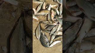 Small meriga fishing 🐟 rohutelangana andhra trending viralshort smallfishes burka tilapia [upl. by Leta]