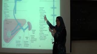 portal hypertension prof Shahira Aly Etreby [upl. by Limaa]