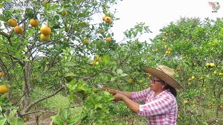 👩‍🌾🍊Tips para la Poda en Cítricos  Demostración de poda [upl. by Ilene]