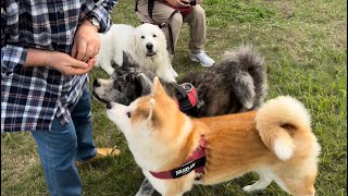 ホストをほっぽいた挙句、とんでもなく失礼な行為をする秋田犬こむぎ【Akitainu】akitainupata [upl. by Itida]