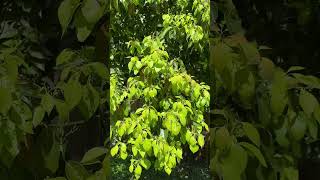 Camphor tree in bloom a common street trees in Brisbane Camphora officinarum [upl. by Mikey249]