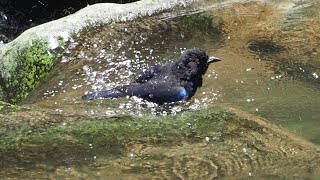 1130704 The Taiwan whistling thrush is endemic to Taiwan [upl. by Ariahs]