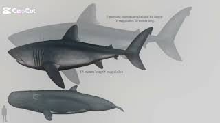 Otodus Megalodon VS Livyatan Melvillei [upl. by Adnawyek931]