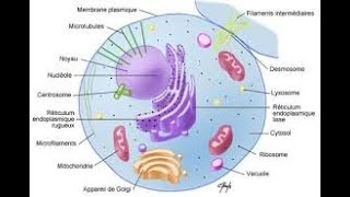 Introduction à la cytologie [upl. by Ueihtam]