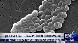 ACINETOBACTER [upl. by Orest502]