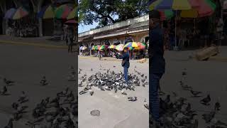 Doves are hungry at Fort Pilar shortsvideo [upl. by Romeon]