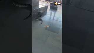 SCARY SNAKE AT RISHIKESH RAILWAY STATION [upl. by Ravilob]