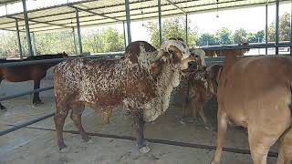 Indias best Gir cow bull TOKHAR Best gir bull in India Gir cow [upl. by Audris]