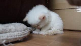 tired kitten cant stay awake  so cute so little [upl. by Bernadine]