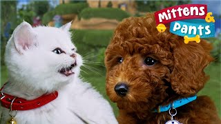 Important LESSONS Compilation 🐶 Animals for Toddlers  Mittens amp Pants [upl. by Domel]