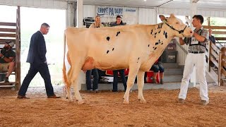 Showing Dairy Cows at the County Fair [upl. by Hgielsa]