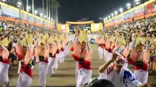 Awa Odori Awa Dance Festival Tokushima City 2013  阿波おどり徳島市 [upl. by Netneuq298]