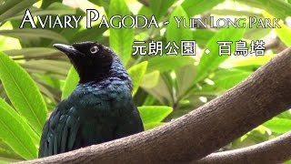 元朗公園百鳥塔〖特寫〗の 賞鳥篇 Bird  Aviary Pagoda  Yuen Long Park Hong Kong [upl. by Bunni328]