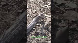 snake handler viral wild pets rattlesnakes venomous snakes king cobra mongoose vs cobra venom [upl. by Arney]