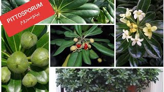 نبات البيتوسبروم PITTOSPORUM العناية، الإكثار والإستعمال [upl. by Rooke]