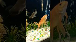 😱 aquarium fish goldkoi fish shark fish aquarium [upl. by Aiblis343]