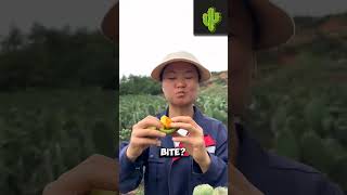 Cactus farming edible food 🌵farming cactus shorts 🥝 [upl. by Noterb922]