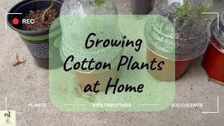 Grow Cotton Plants at Home Container Garden Cotton Plants How to Grow Cotton cottonplant [upl. by Rossuck]