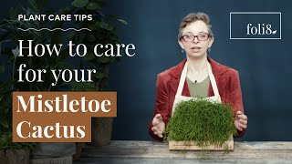 Mistletoe Cactus Plant Care Tips 🌿 Rhipsalis baccifera [upl. by Luhem]