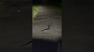 Snake duel intense roadside showdown caught on camera [upl. by Abramson]