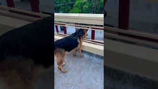 german shepherd dog barking  gsd dog barking  puppy barking  dog barking [upl. by Soiritos894]