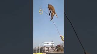 Other Dogs vs My dog Euro 😂😂 doglover dogshorts dogs puppy dogshorts doglife dogvideos dog [upl. by Mellitz138]