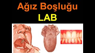 Ağız Boşluğu LAB [upl. by Adamina]