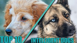 TOP 10 Most Intelligent Dog Breeds In The World [upl. by Irbua392]