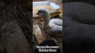 Eugene the rescue Embden goose goose geese animalrescue [upl. by Almena]