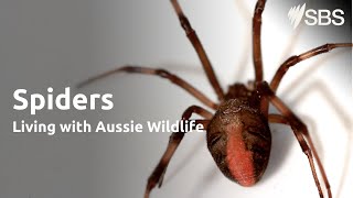 Spiders  Living with Aussie Wildlife  Learn English [upl. by Arual500]