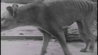 Historical thylacine Tasmanian Tiger film 5  Beaumaris Zoo Hobart 19 December 1933 [upl. by Wolfson324]