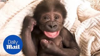 Playful baby gorilla laughs and cuddles with its surrogate mother [upl. by Carena]