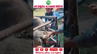 Dehorning procedure in buffalo agriculture machinery amazingfacts [upl. by Reuben860]