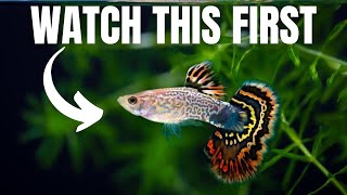 Proven Strategies to Keep and Breed 1000s of Guppies [upl. by Batista]