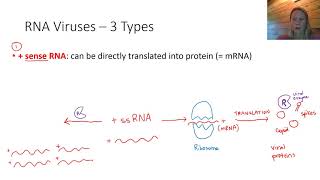 Replication of RNA Viruses [upl. by Gnes]