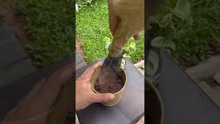 Njoy pothos water to soil [upl. by Kopaz]