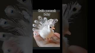 Cute peacock baby [upl. by Adi]