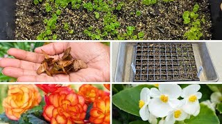 How to Grow Wax Begonias From Seed [upl. by Tansy]