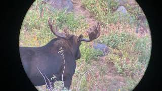 Phone Skope iPhone 11 Pro Example Digiscoping Footage  Martin Chagnovich  Bull Moose [upl. by Htenaj425]